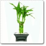 Lucky Bamboo Step By Step Arrangement