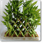 Lucky Bamboo 4 Layer Pyramid