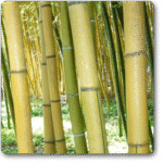 Phyllostachys Sulphurea