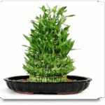 Lucky Bamboo 8 Layer