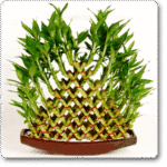 Lucky Bamboo 8 Layer Pyramid