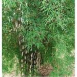 Thai Monastery Bamboo