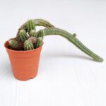 Echinopsis chamaecereus