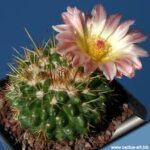 Notocactus roseoluteus