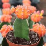 Moon Cactus (Grafted, Orange)