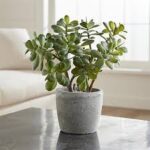 Elephant bush, Portulacaria afra, Jade plant (Green, Small)