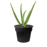 Aloe vera (Small)