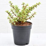 Elephant bush, Portulacaria afra, Jade plant (Green)