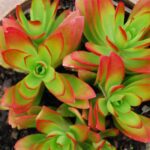 Crassula Campfire