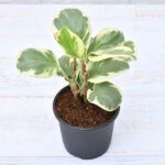 Peperomia obtusifolia Variegated
