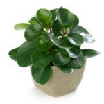 Peperomia obtusifolia