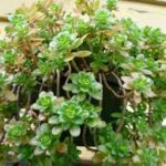 Sedum confusum
