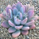 Graptoveria opalina