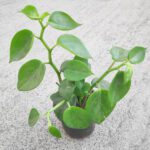 Cupid Peperomia, Peperomia scandens (Green)