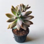 Graptosedum Darley Sunshine