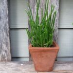 Crassula Princess Pine