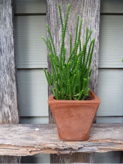 MLS-PL-10633.jpeg Crassula Princess Pine - Image 1