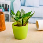 Sansevieria trifasciata Hahnii, Snake Plant (Small)