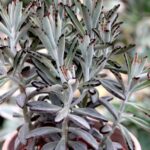 Kalanchoe tomentosa nigra