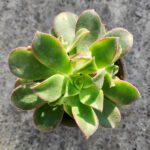 Aeonium decorum Tricolor
