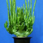 Euphorbia alluaudii