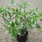 Euphorbia tithymaloides, Pedilanthus (Variegated)