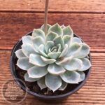 Echeveria elegans Rose