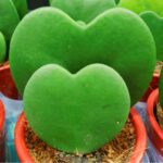 Hoya kerrii, Heart Leaf, Sweetheart Hoya