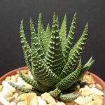 Haworthia attenuata
