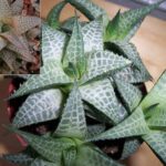 Haworthia venosa, Star Window Haworthia