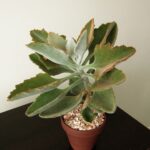 Kalanchoe beharensis roseleaf