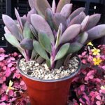 Senecio crassissimus