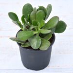 Crassula ovata, Jade Plant (Big leaf)