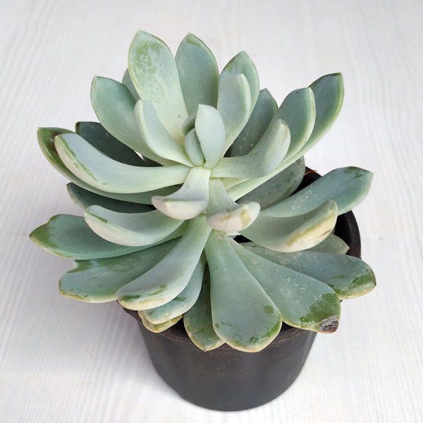 MLS-PL-10654.jpg Pachyveria clavata - Image 1