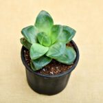 Haworthia truncata Green Rose