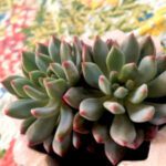 Echeveria blue, Echeveria blue elf