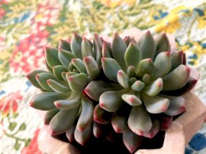 MLS-PL-10662.jpg Echeveria blue, Echeveria blue elf - Image 1