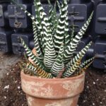 Haworthia margaritifera, Pearl Plant