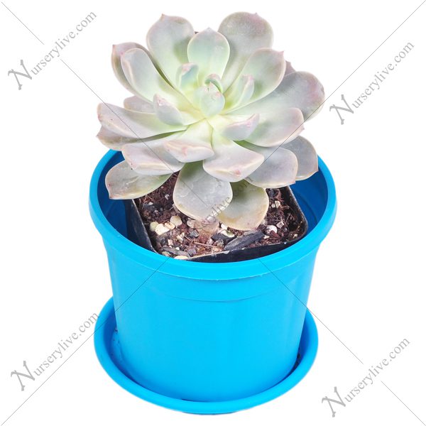 MLS-PL-10664.jpg Pachyveria scheideckeri - Image 1