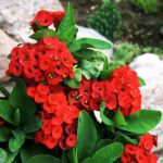 Euphorbia (Red)