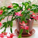 Christmas Cactus, Schlumbergera