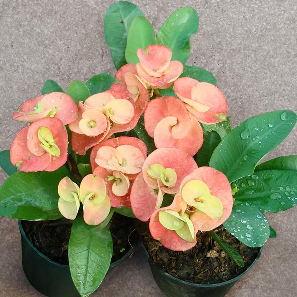 MLS-PL-10667.jpg Euphorbia (Peach) - Image 1