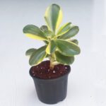 Variegated Jade Plant, Crassula ovata