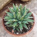 Agave Victoriae