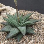 Haworthia limifolia