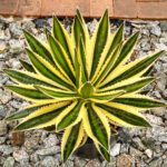 Agave lophantha, Ghaypat