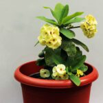 Euphorbia ( Yellow - Red )