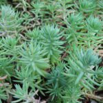 Sedum rupestre