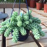 Sedum Burrito