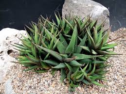 MLS-PL-10684.jpg Hworthia glabrata - Image 1
